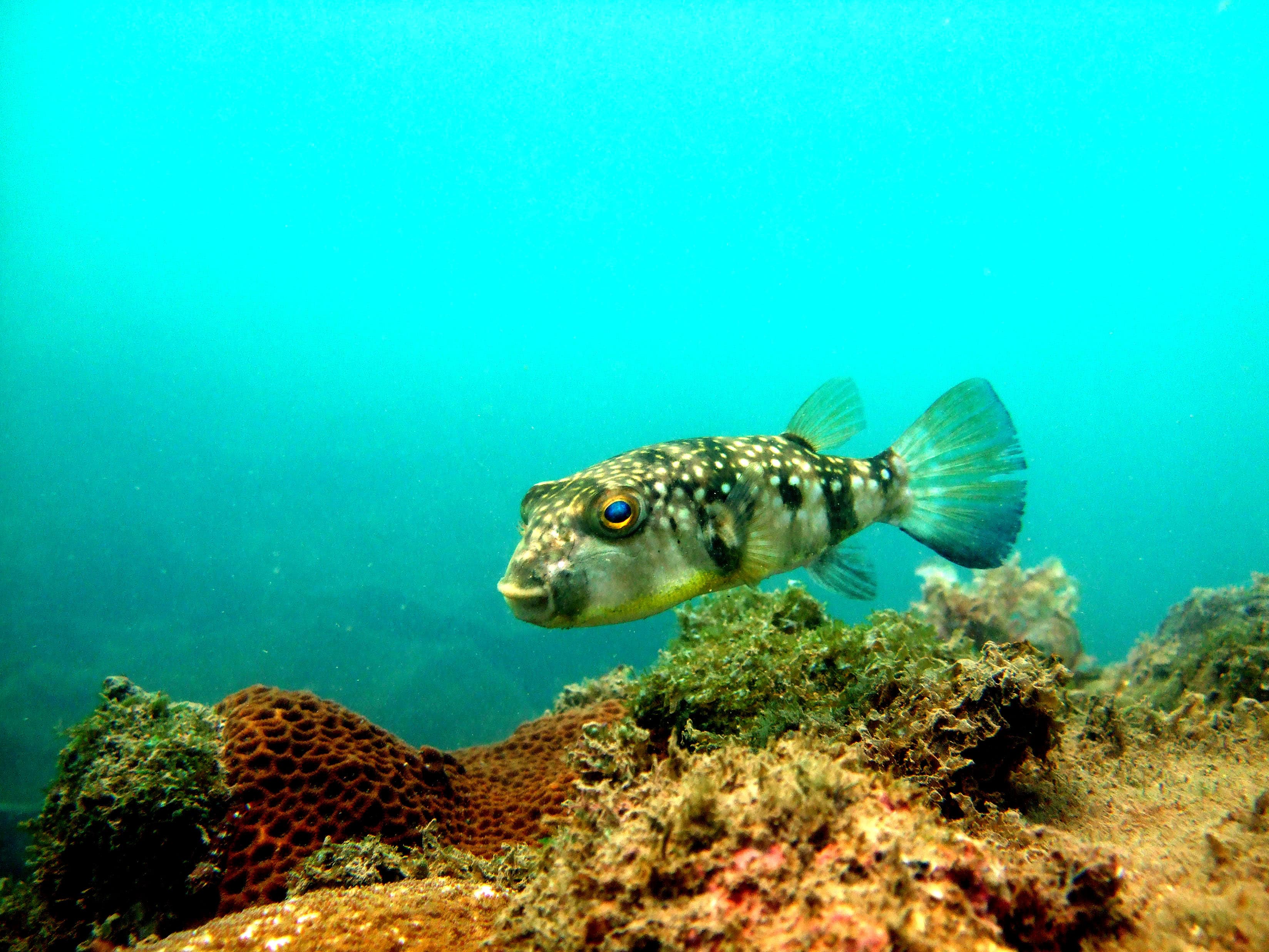 Underwater fish